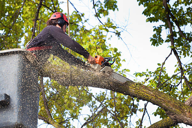 Best Tree Clearing Services  in Wetumpka, AL